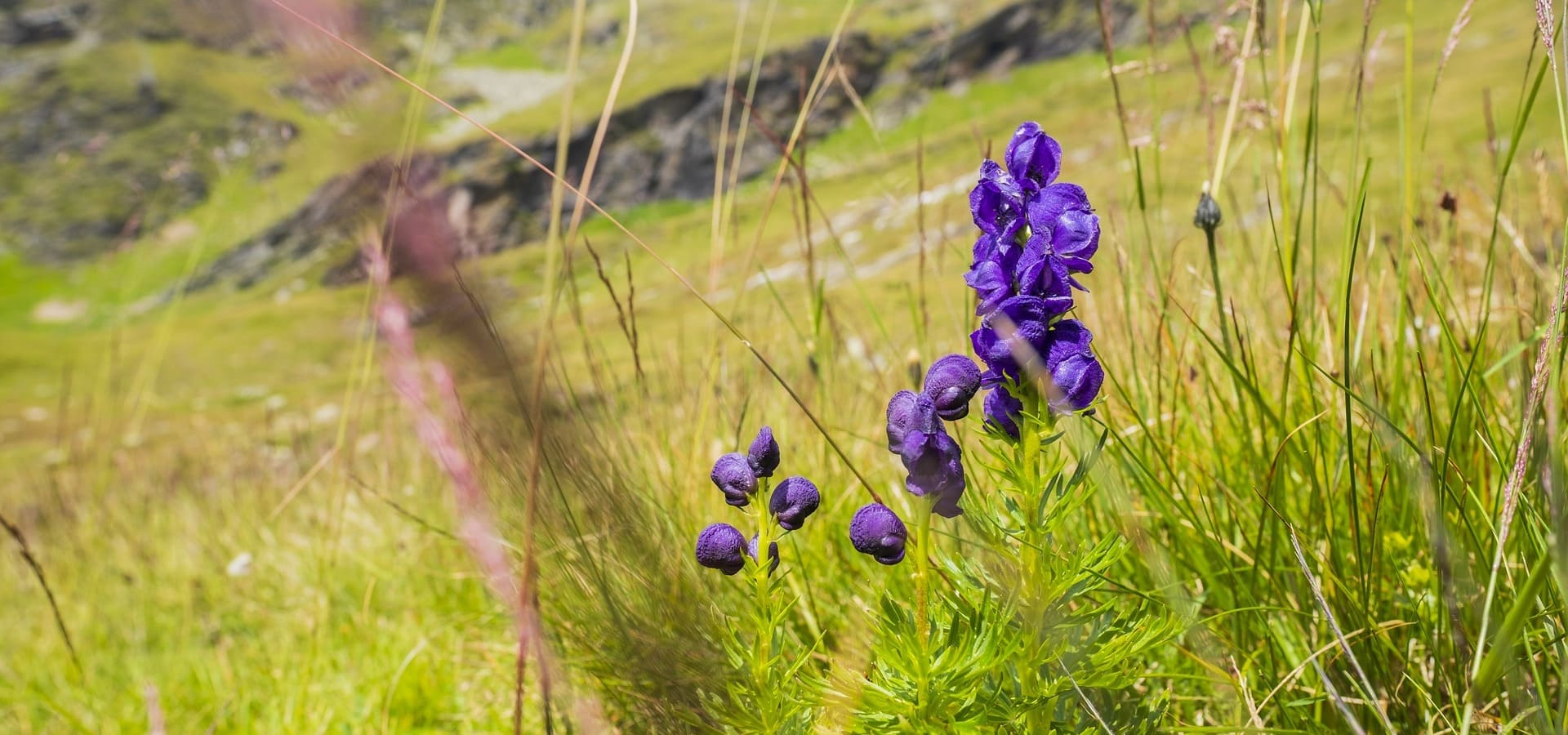 blue-aconite-3632728_1920-900GOOD